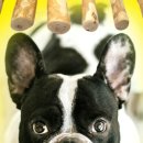 트리덴탈 이미지