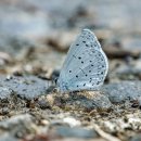 지니 나비 이미지