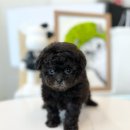 온퍼피 프리미엄 전주강아지분양 본점 이미지