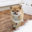 구가의 견 이미지