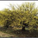 산수유축제장 이미지