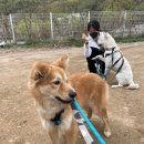 강아지 유기견 봉사활동 후기 분당 우다다 우리다같이봉사합시다