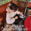 달샘 | 용인 실내애견동반) 두번째 방문했던 '카페달샘, 내돈내산 후기
