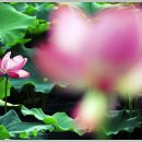 연꽃테마파크 Daum카페
