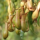 식물로부터 이미지