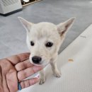 김해 강아지분양 두부네 하루 이미지