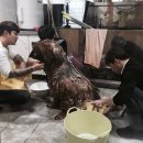 애견호텔 개인 이미지