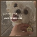 비비펫 | 강아지선물로도 좋은 비비펫 강아지인식표 사용후기