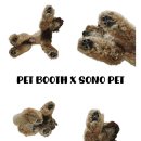 위니펫동물병원 | 일산 반려동물 사진관 펫부스 PETBOOTH | 소노캄 고양 셀프 촬영 후기