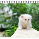 부천강아지분양 고양이분양 24시 데려가개 부천점 이미지