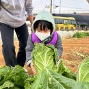 배추수확체험 - 햇살반 이미지