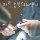 위례 바른 동물의료센터 이미지