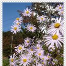 쑥부쟁이 이미지