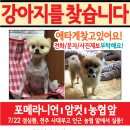 강아지 찾기 전단지제작 사례 이미지