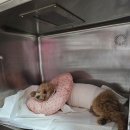 스머프동물병원 이미지