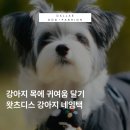 왓츠디스 | 강아지 인식표 왓츠디스 스마트 스토어 구매후기
