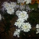 시골별장 이미지