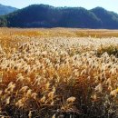 갈대정원 이미지