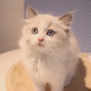 냥이의꿈 | 꿈에 그리던 냥이, 은평고양이분양에서 만났어요! 💖