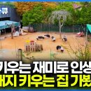 나이드니까 동물 키우는게 너무 즐겁다. 돼지를 비롯해 강아지와 거위, 염소까지 키우는 집 가봤더니 이미지