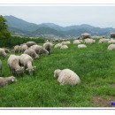 연준목장 이미지