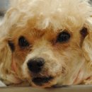 유스동물병원 이미지