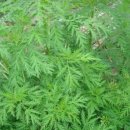 청호약국 이미지