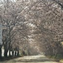 [서산] 벚꽃터널/벚꽃드라이브로 유명한 중왕리/카페만조 방문후기( 벚꽃 아직 만개중!!)
