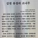 김천 유성리 소나무와 쌍계사지 이미지