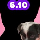 셀럽퍼피 이미지