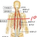 전거근 운동 ㅡ 신지애 프로 이미지