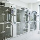 신우메디칼 | 고양이SUB 신장 수치가 갑자기 나빠지면 요관 폐색을 의심해야 하는 이유