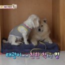 태양동물병원 네이버블로그