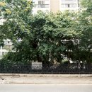 잠실리뽕나무 이미지