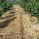 포포농장 이미지