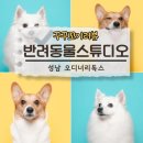미독스 | 반려동물 스튜디오 오디너리독스 촬영 후기