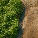 용인백암순대 - 전주시 완산구 소태정1길 12-3 | 용인백암순대