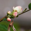 산삼과산야초