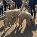 사슴자연방목장 | 11월 국내여행지 추천 가을 강원도 여행 필수코스 알파카월드