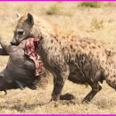 동물이 먹이를 공격하고 산 채로 먹는 가장 치명적인 순간이 카메라에 포착되었습니다. | 야생동물 | 동물의 왕국 이미지