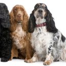 코카 24시 동물병원 이미지