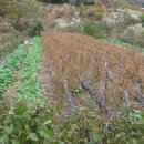 우복동마을 이미지