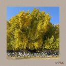 반계1리마을회관 | 원주문막 가을 즐기기 좋은 명소, 반계리은행나무 (25년 11월 7일, 11월 8일 방문 실시간 후기 공유)