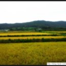 성식축사 이미지