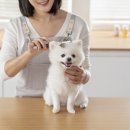 다듬, 강아지미용실 이미지