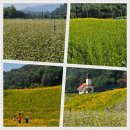 담장도 출입문도 없는 홍천 무궁화수목원