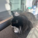 메디 포즈 동물병원 이미지