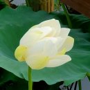 회산백련지 이미지