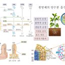 Comparison of nutrient and water absorption with human and plant 양수분 흡수 원리 이미지