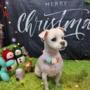 큐티하개_함 이미지